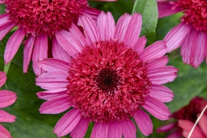 Echinacea 'Raspberry Beret' New 2025